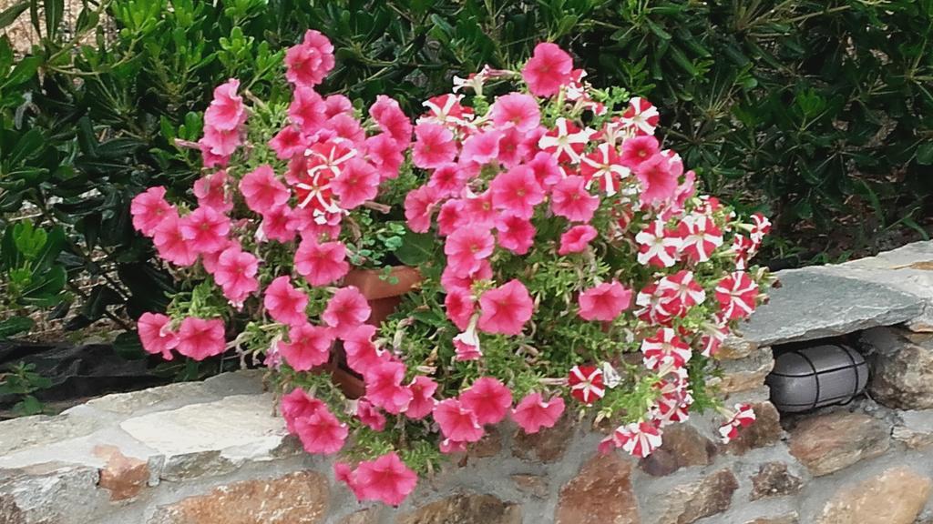 Studios Elianthos Skala Kallirachis Exterior foto